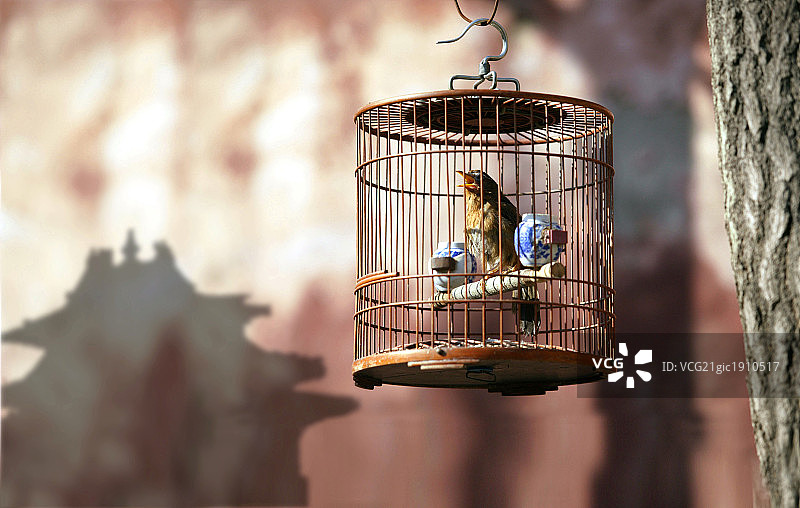 鸟笼影子图片素材