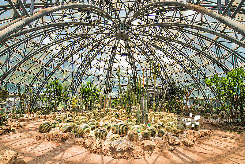 昆明金殿公园温室里的金琥图片素材