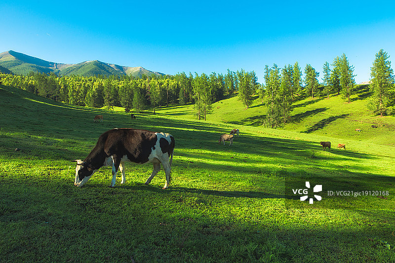 草原牧场下的奶牛图片素材