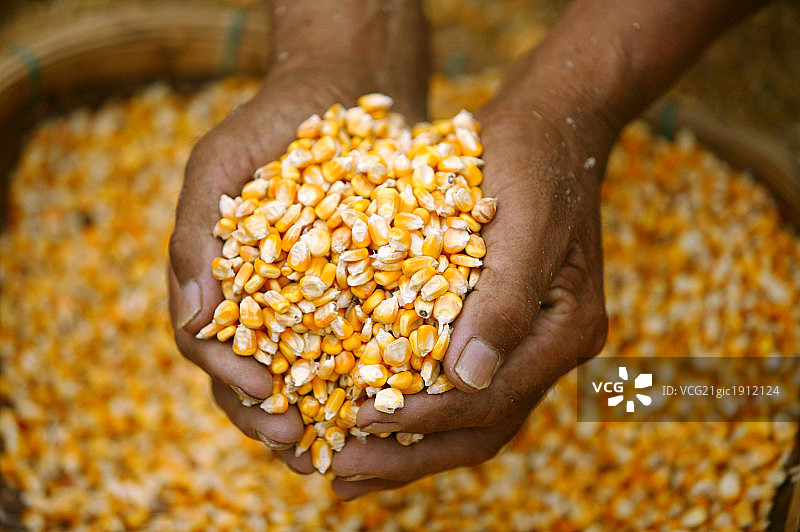 农民双手捧老玉米图片素材