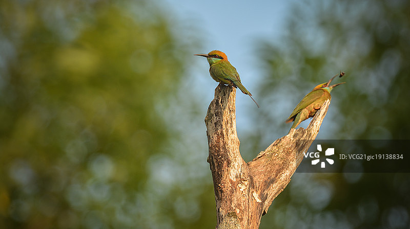 蜜蜂吃图片素材