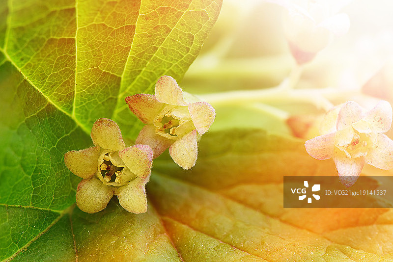 黑醋栗花微距摄影图片素材