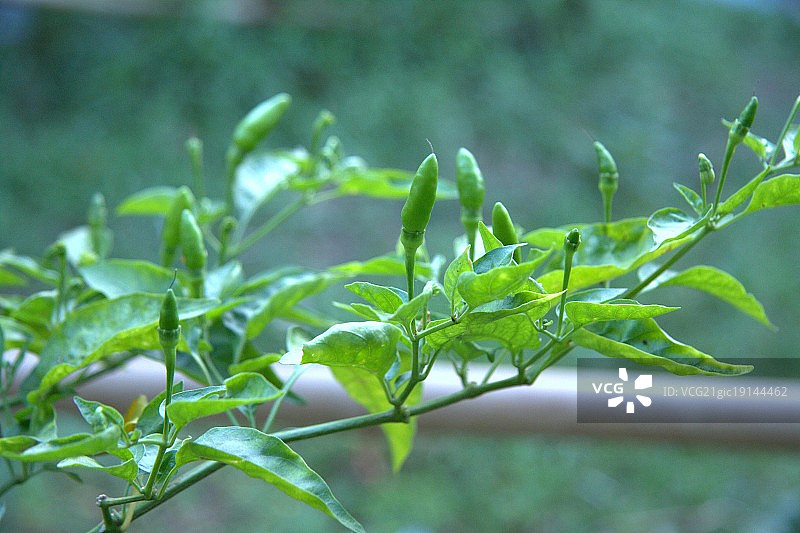 鸟和辣椒图片素材