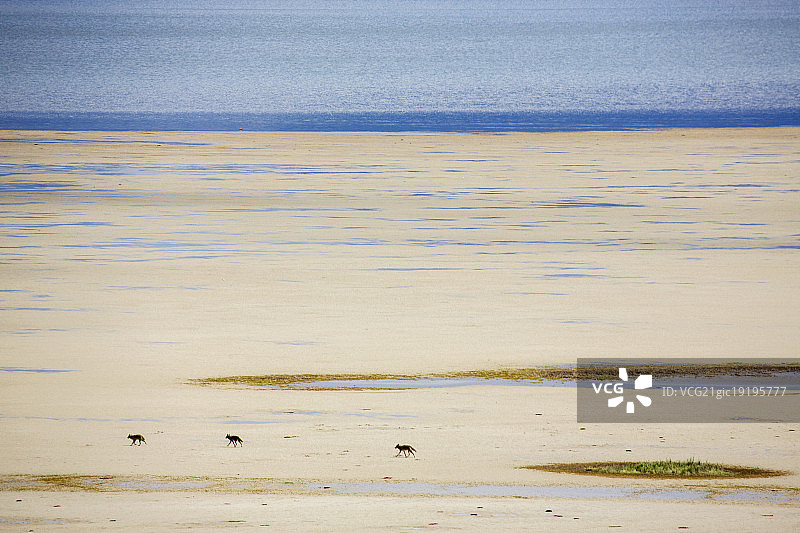 大盐湖上的郊狼图片素材