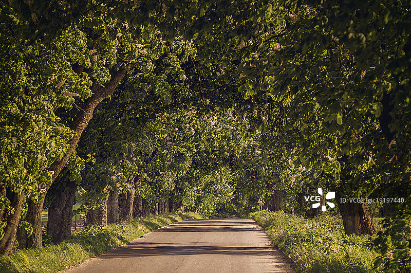 盛开的栗子树图片素材