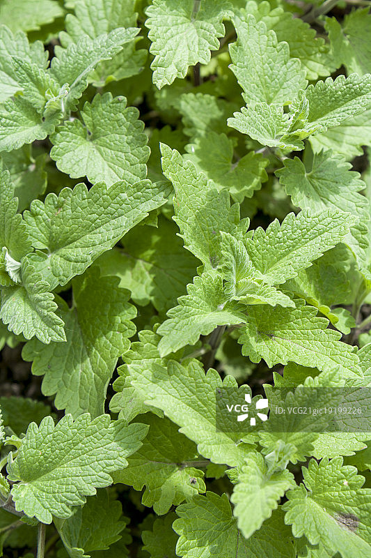 新鲜绿色背景与蜜蜂花植物图片素材