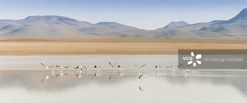 火烈鸟湖图片素材