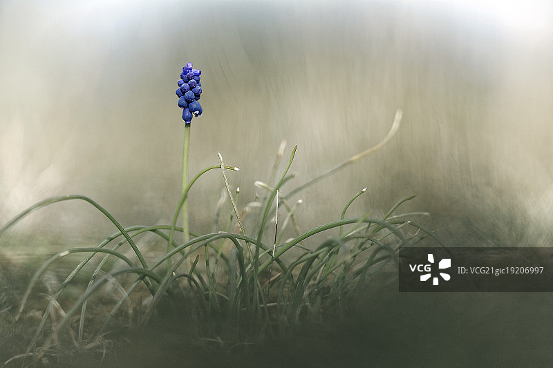 蓝壶花PX图片素材