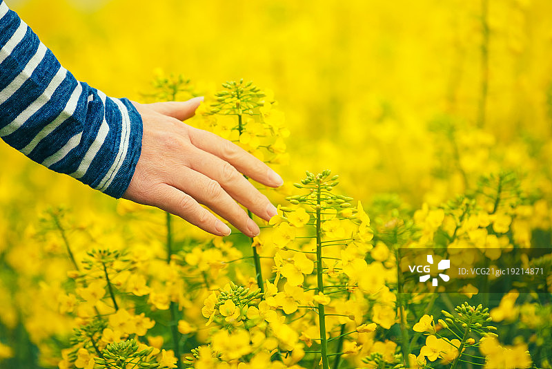 女人手触摸轻柔绽放的油菜作物图片素材