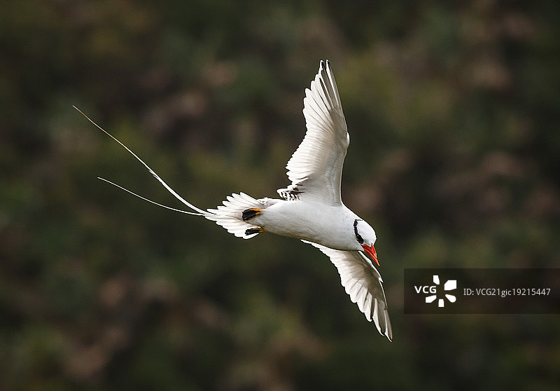 红嘴热带鸟图片素材