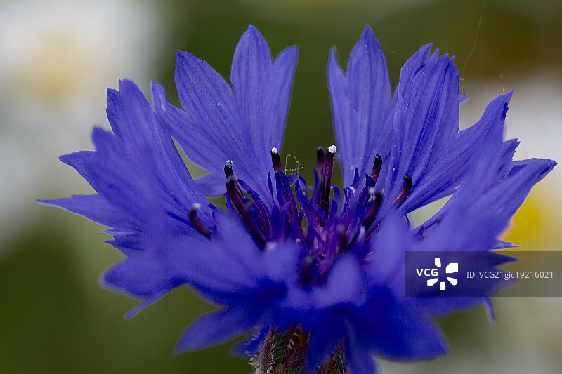 蓝色菊苣图片素材