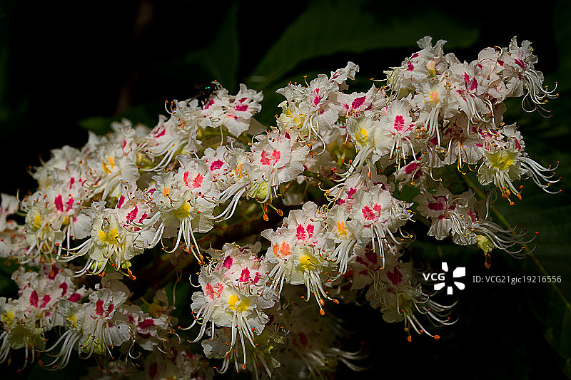栗树花图片素材