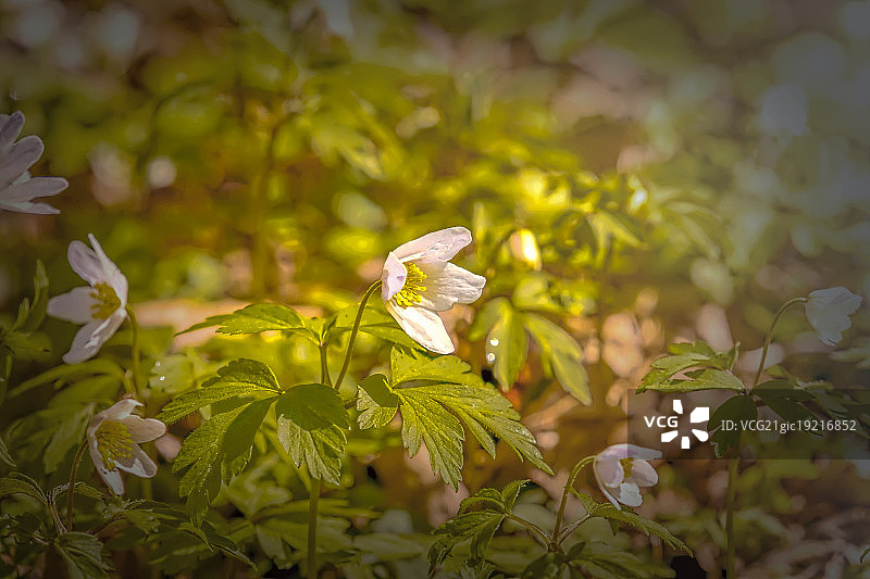 Vitsippa，老奶奶的睡帽，自然风之花图片素材