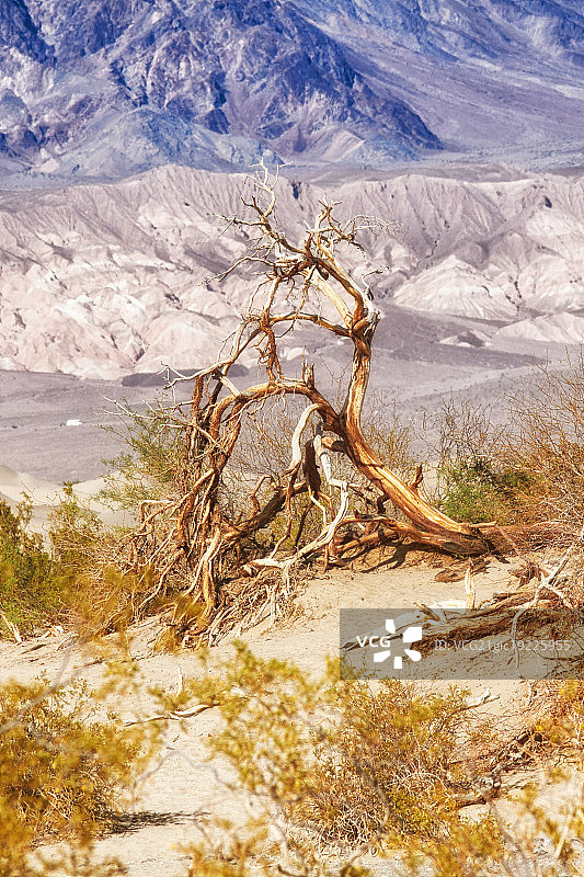 死亡谷的牧豆树沙丘图片素材