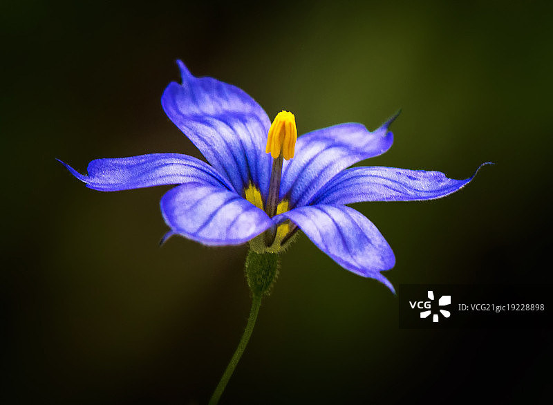 蓝眼草特写图片素材