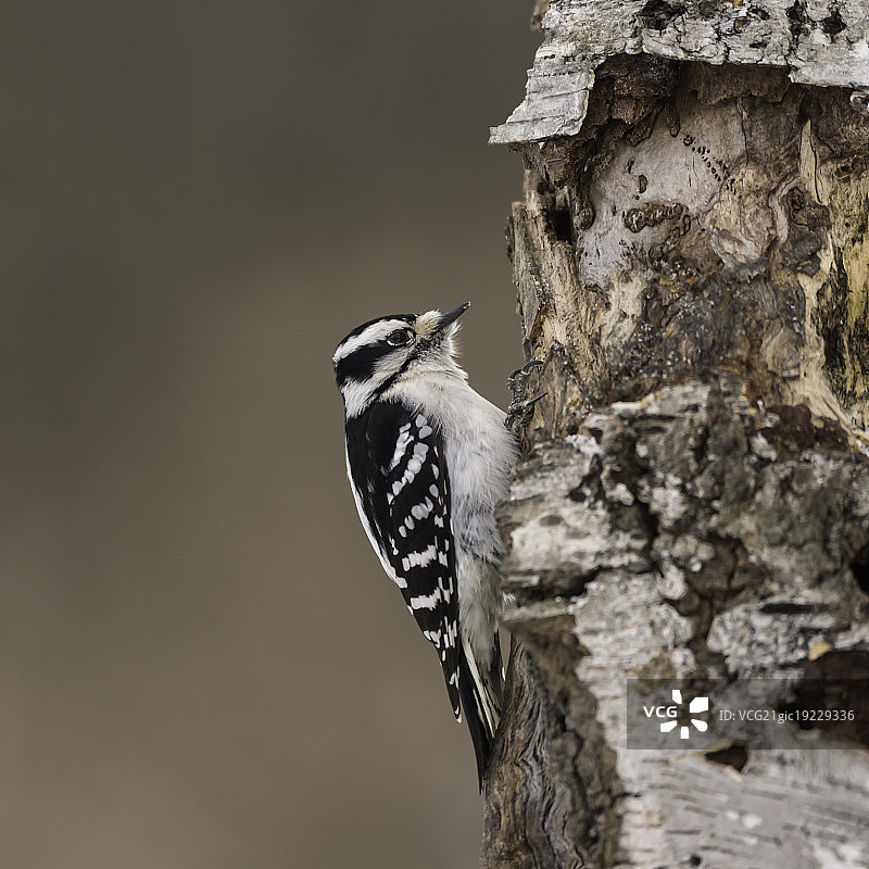毛啄木鸟图片素材