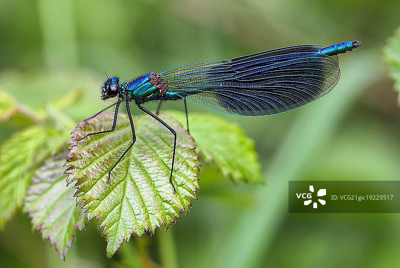 带纹翠蟌图片素材