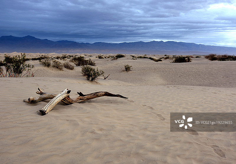 牧豆树平原沙丘图片素材