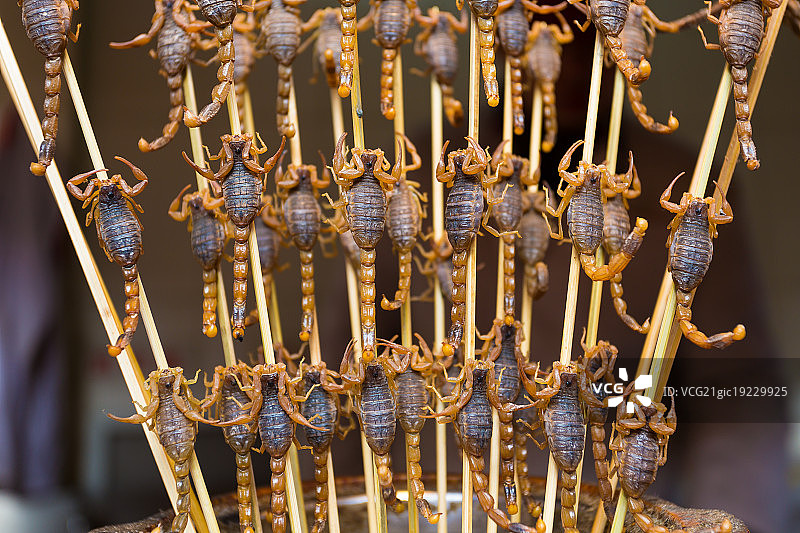 油炸蝎子串图片素材