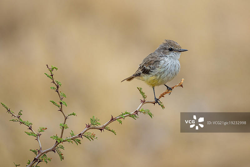 雌性朱红姬鹟图片素材