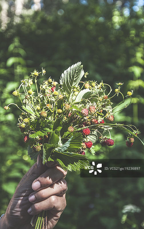 手摘野生草莓图片素材