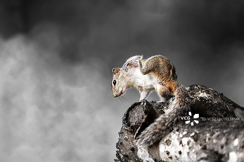 树上的东部花栗鼠图片素材