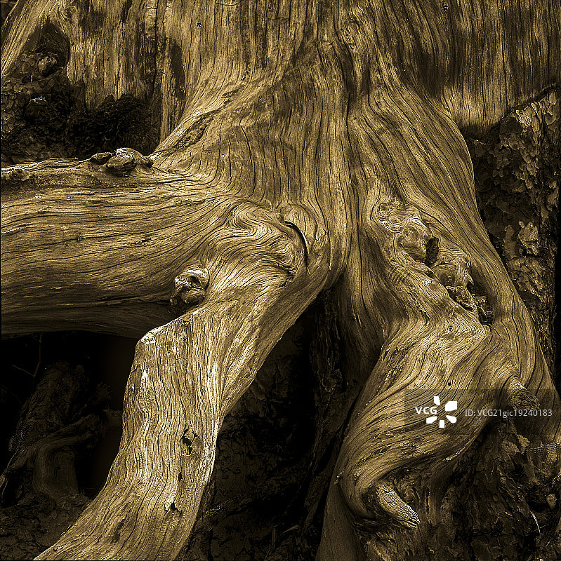 约塞米蒂默塞德河漂流木图片素材