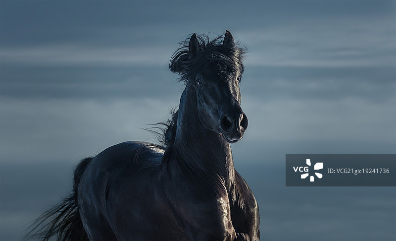 纯种西班牙黑色种马动态肖像图片素材