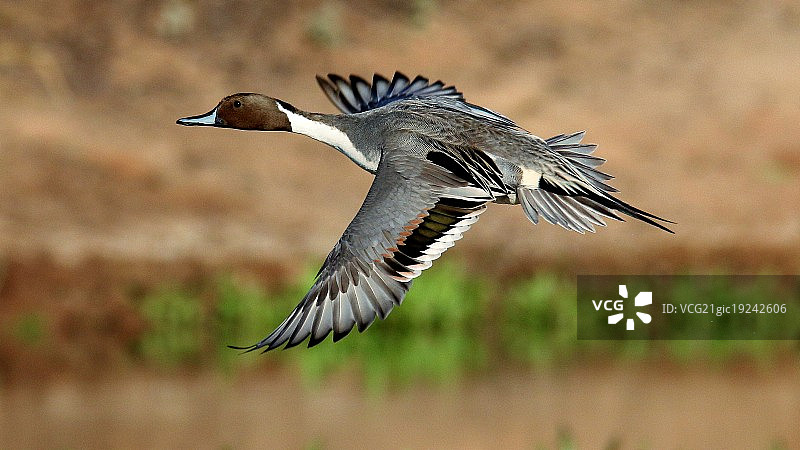 针尾鸭飞过图片素材
