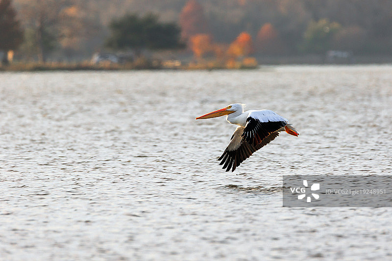 美国白鹈鹕图片素材