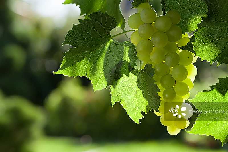 藤蔓与白葡萄图片素材