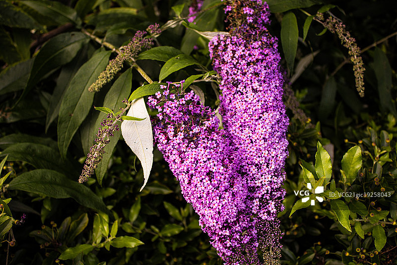 粉红色的图片素材