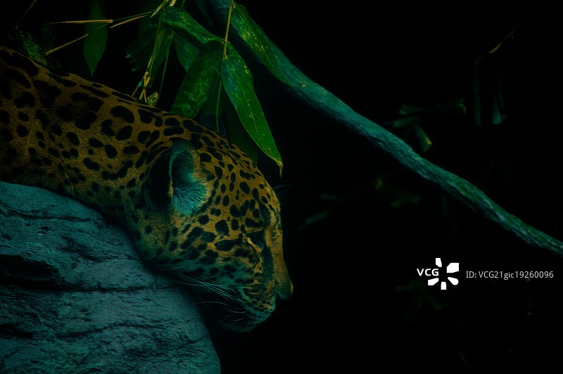 我看到一只小美洲虎图片素材