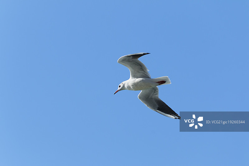 奥赫里德湖鸥图片素材