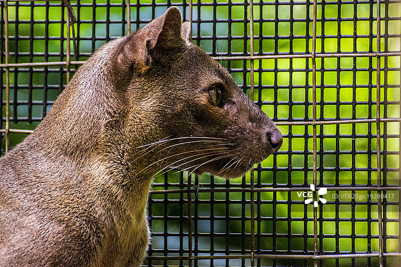 马岛獴图片素材