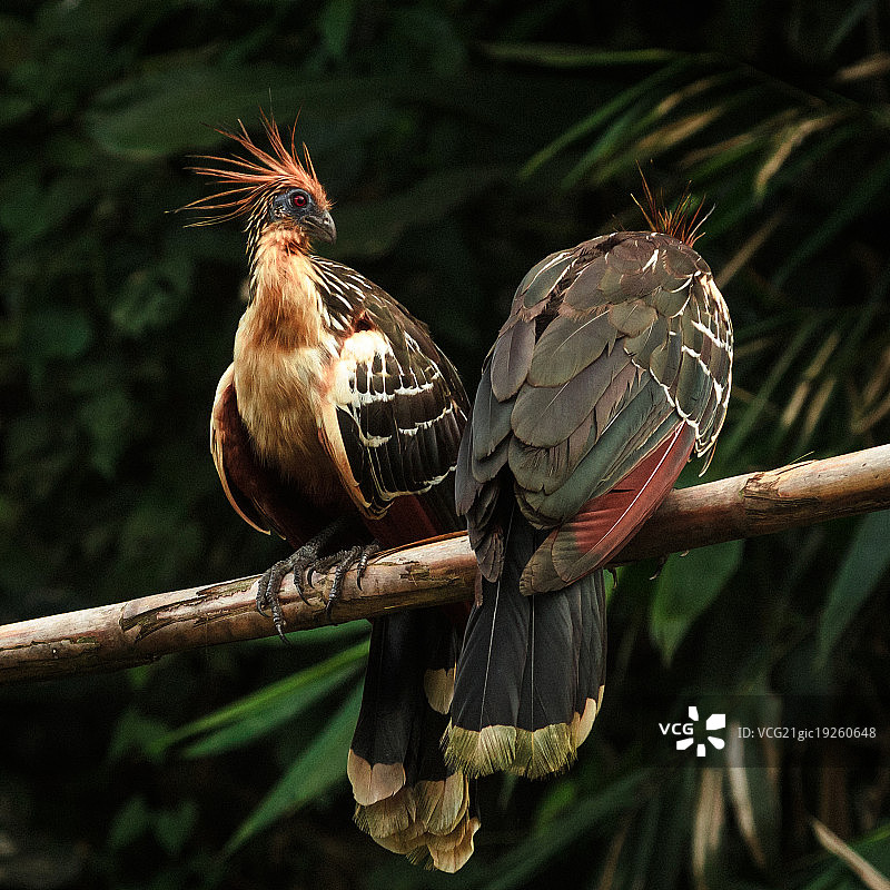栖息的两只麝雉图片素材