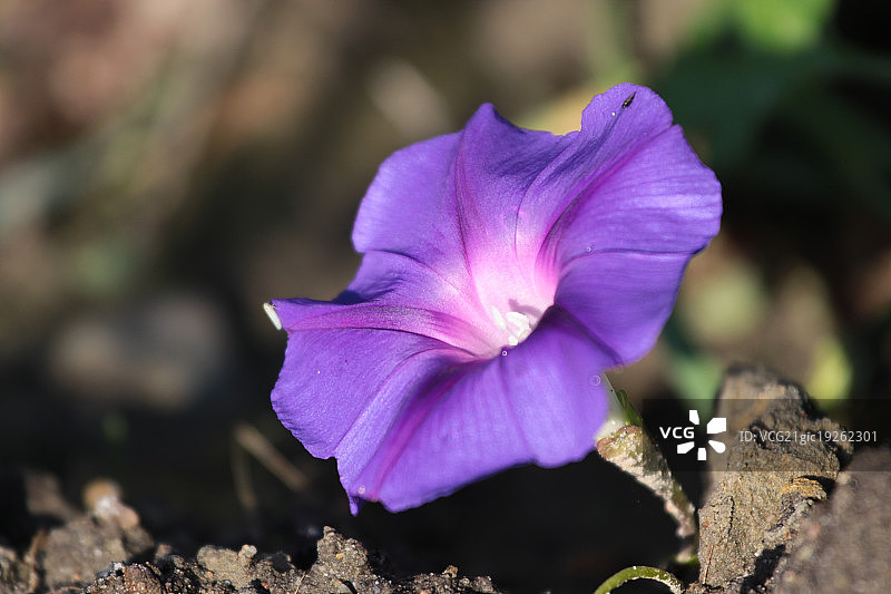 三色旋花图片素材