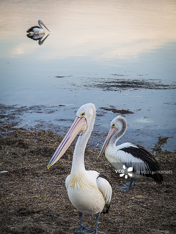 澳大利亚肖尔黑文的鹈鹕图片素材