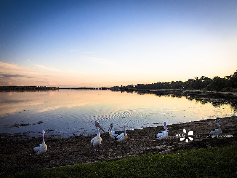 澳大利亚肖尔黑文的鹈鹕图片素材