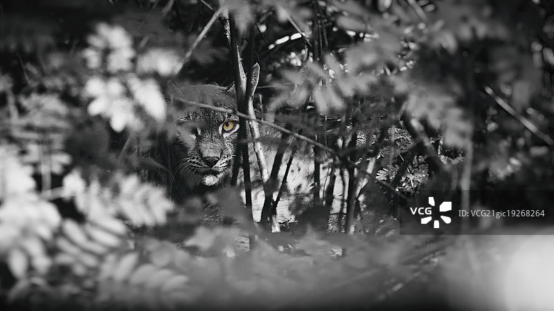 猞猁的眼睛图片素材