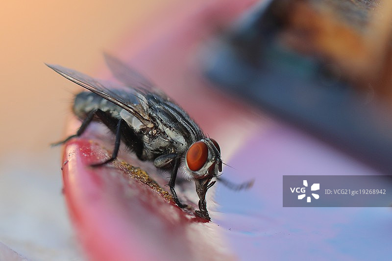 家蝇夫人图片素材