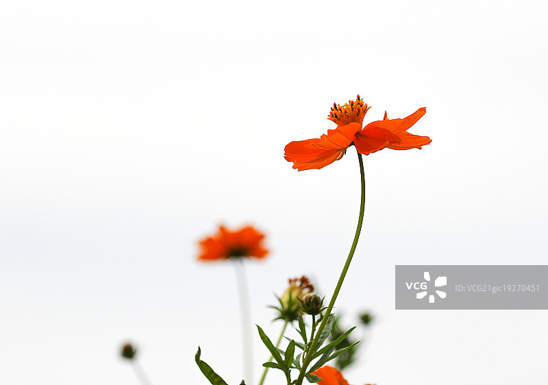 宇宙sulphureus图片素材