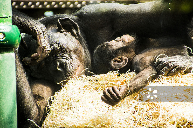 猴妈妈和新生儿图片素材