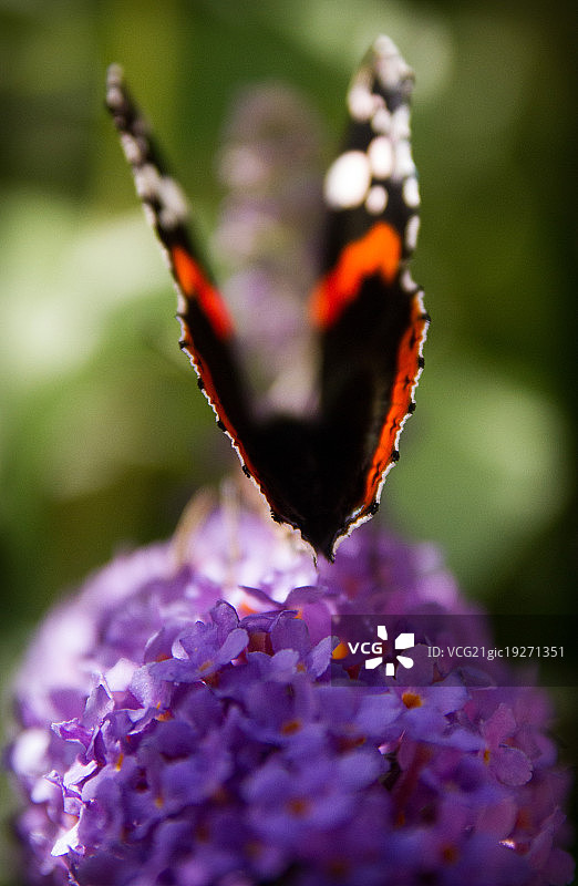 蝴蝶在醉鱼草上图片素材
