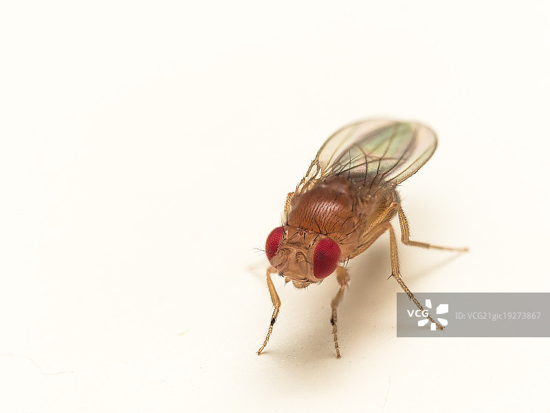 白色表面上红眼果蝇的特写镜头图片素材