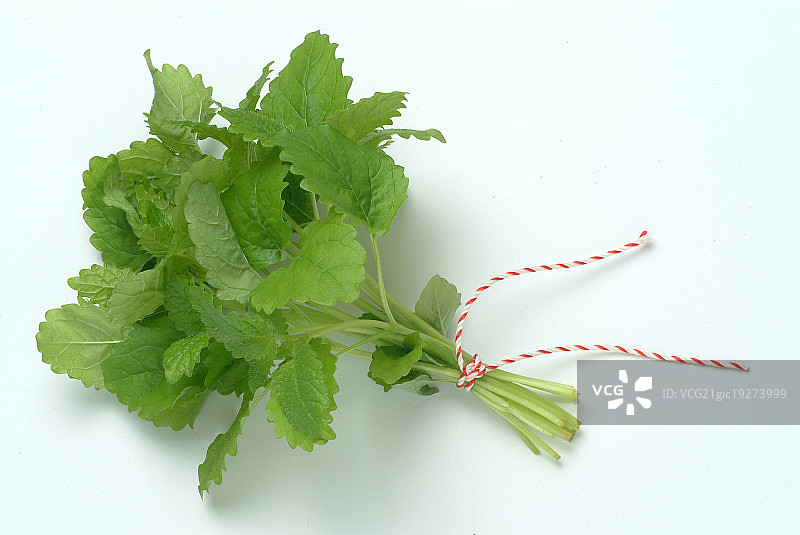 香蜂花、柠檬香脂，药草和香料图片素材