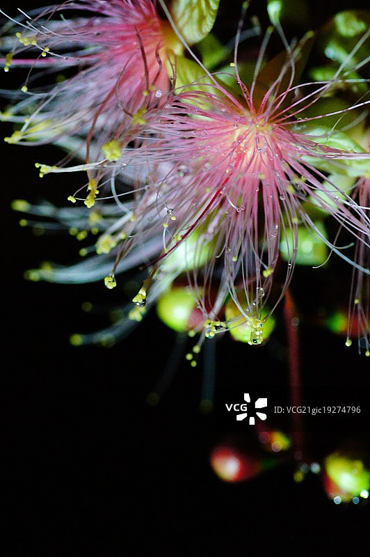 Barringtonia图片素材