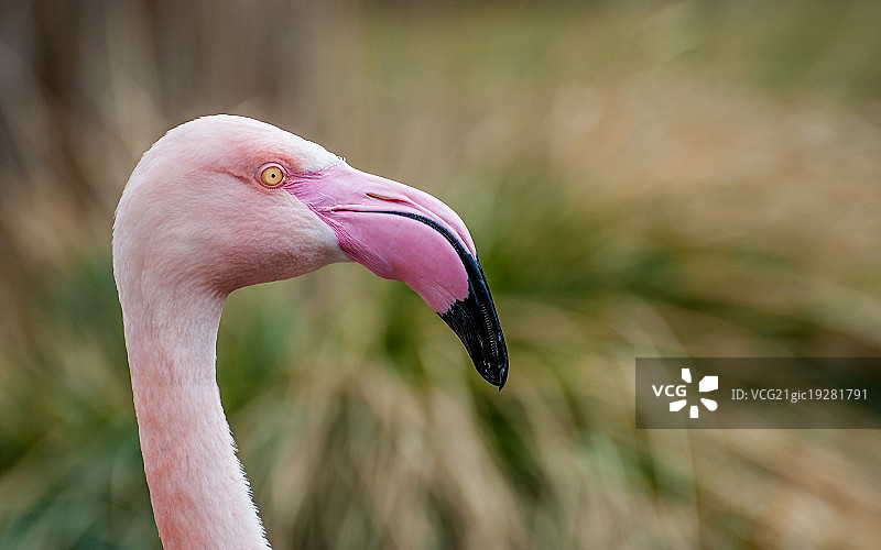 大红鹳图片素材