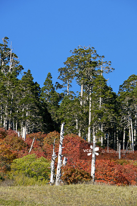 台湾,台中县,雪山峦大花楸,图片素材