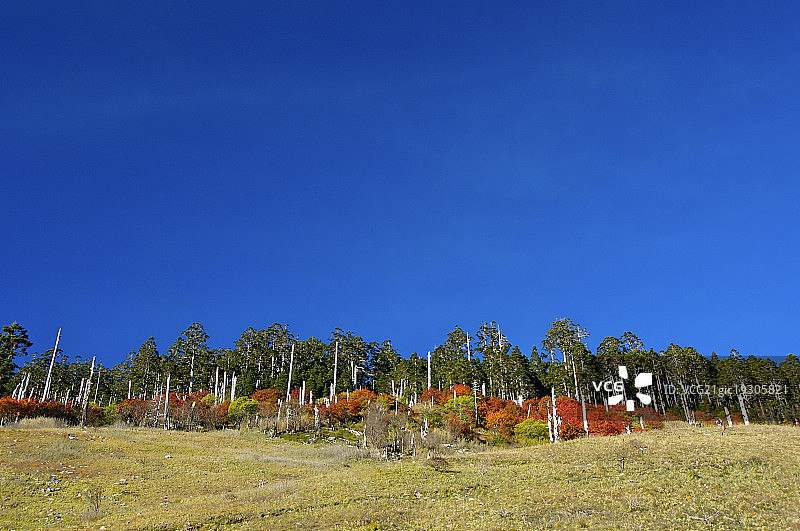 台湾,台中县,黑森林峦大花楸,图片素材